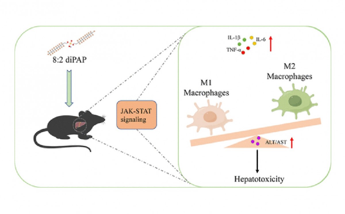 Hepatotoxicity of 8:2 Polyfluoroalkyl Phosphate Diesters Exposure via JAK2/STAT3 Pathway Activation and M1 Macrophage Polarization in Mice